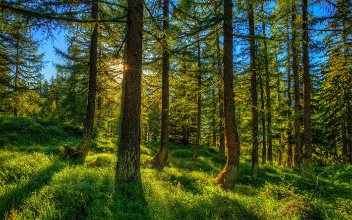स्विट्जरलैंड, वन, देवदार के पेड़, सूरज, गर्मी, HDR