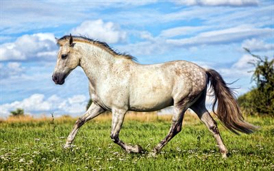 valkoinen hevonen, villieläimiä, gallom, kesä, juokseva hevonen, equus caballus, hevoset