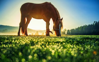 caballo marrón, fauna silvestre, rayos de sol, pastar, prado, el verano, equus caballus, caballos