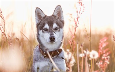 Siberian Husky, autumn, puppies, cute animals, bokeh, pets, dogs, siberian husky dog, small siberian husky