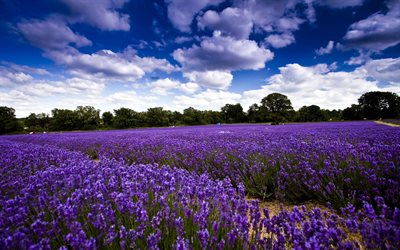 lavender, field, blue sky, summer, clouds