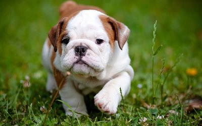 bulldog, köpek, çimen, bulanıklık