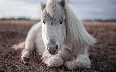 Icelandic pony, white horse, horse