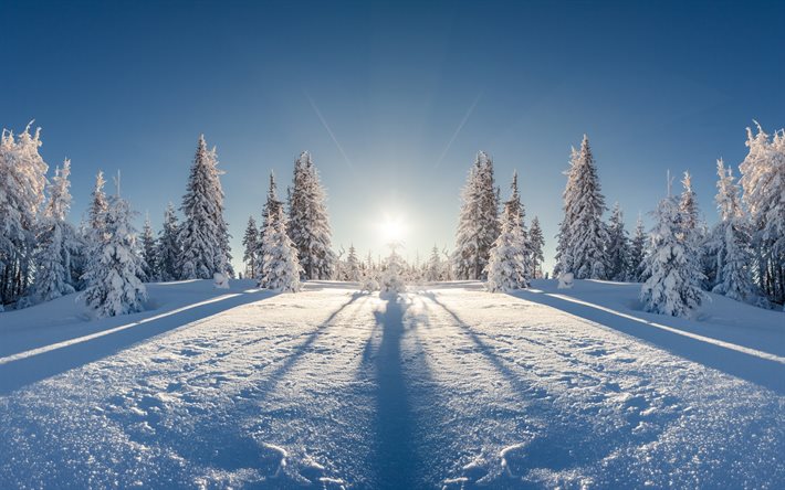 winter, trees, bright sun, snow, snowdrifts
