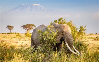 elefantti, suuret norsut, vuori, afrikka, autiomaa