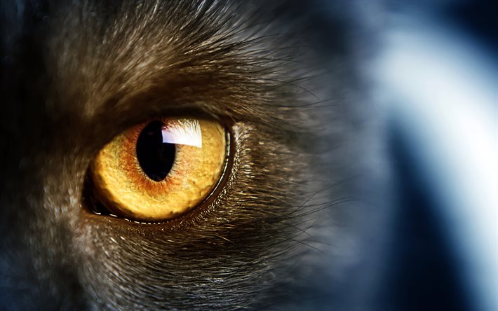 olho de gato, borrão, gatos, olhos amarelos