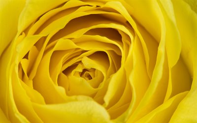 jaune, rose, bourgeon, close-up, de roses