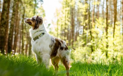 Australian Shepherd Dog, forest, dog, summer, blur