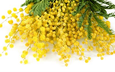 mimosa, spring flowers, branch, yellow flowers, spring, flowers