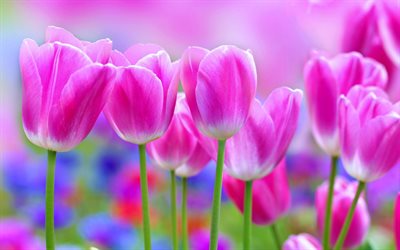 pink tulips, blurred, buds, flower bed, tulips