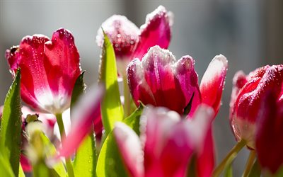 les tulipes, les pétales, la rosée, les bourgeons