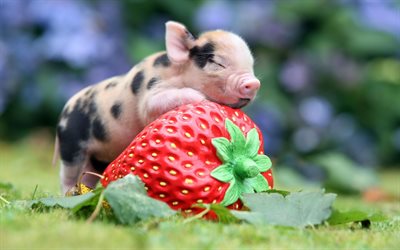 petit cochon, de fraise, de porcs, de flou, des animaux mignons