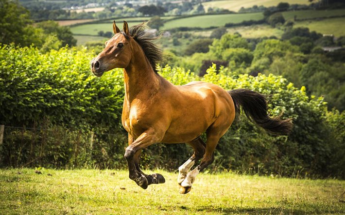 Horse, summer, green grass, brown horse