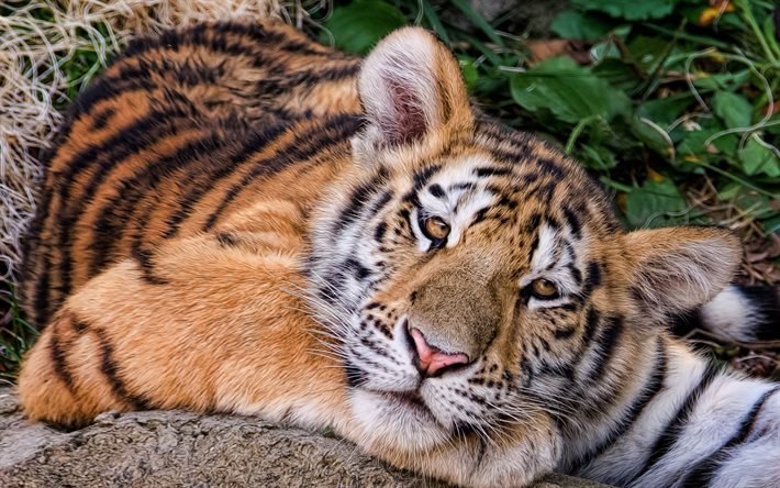 El tigre de Amur, predator, de tigre, de la vida silvestre