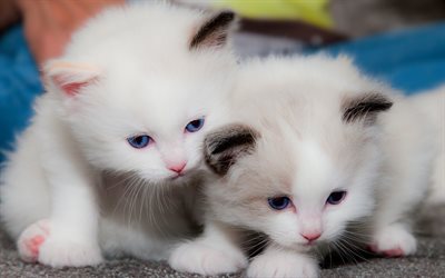 valkoiset kissanpennut, pienet kissat, valkoiset kissat, kissanpennut