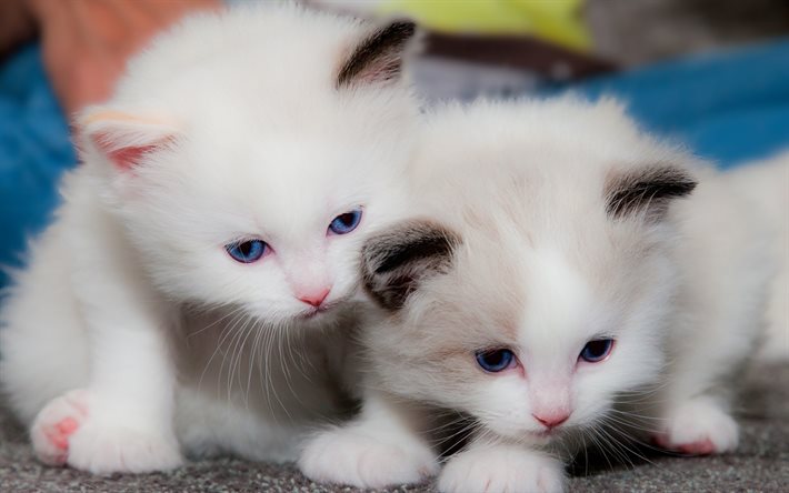القطط البيضاء, القطط الصغيرة, القطط