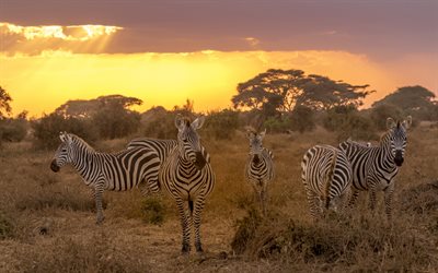 zebras, noite, pôr do sol, savana, a vida selvagem, manada de zebras, áfrica, zebra