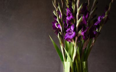 gladiolus, jarrón de flores, gladiolus púrpura, hermosas flores, ramo de gladiolus, flores de color púrpura, fondo con gladiolus
