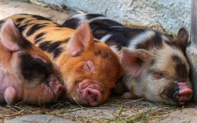 uyuyan küçük domuzlar, komik hayvanlar, domuz yavrusu, sevimli hayvanlar, çiftlik, domuzlar, uyuyan hayvanlar, küçük domuzlar