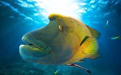Labrus, underwater world, exotic fish, Atlantic Ocean, Labrus underwater, yellow Labrus, Brown wrasse, Labrus merula, fish