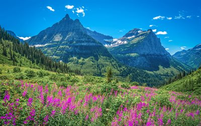 4k, USA, mountains, summer vacation, landscape, blue sky, clouds, meadow, purple flowers, America, beautiful nature, HDR