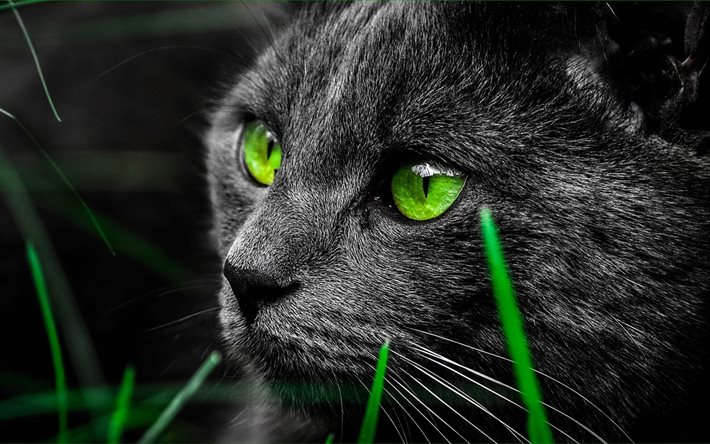 gatto grigio, occhi verdi, erba, gatti