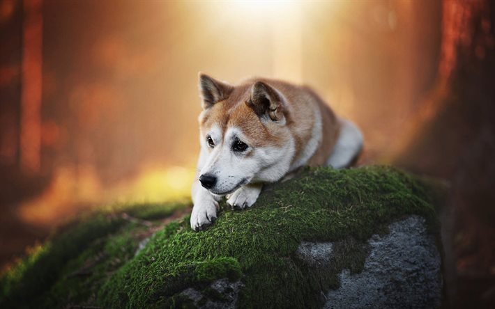 Shiba Inu, bokeh, 가을, 슬픈 개, 숲, 귀여운 강아지, 애완동물, 개