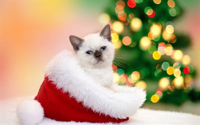balinesisk katt, jul, nyår, kattunge, röd hatt, ljus, oskärpa, katter