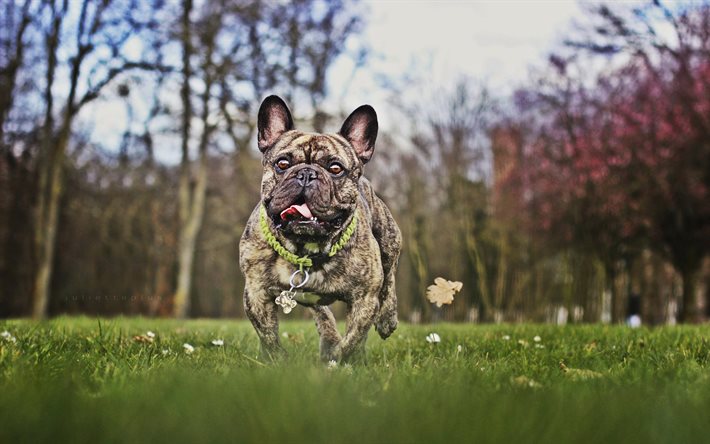 bulldog francês, hdr, cães, parque, close-up, marrom bulldog francês, animais de estimação, animais fofos, buldogues