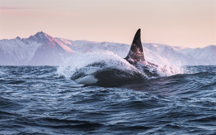 whale, sea, sunset, wild life, waves, Orcinus orca