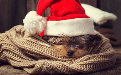yorkshire terrier, Christmas, dog in a red hat, New Year, cute puppies, dogs
