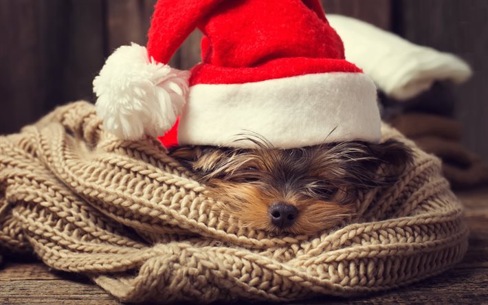 يوركشاير الكلب, عيد الميلاد, الكلب في قبعة حمراء, السنة الجديدة, الجراء لطيف, الكلاب