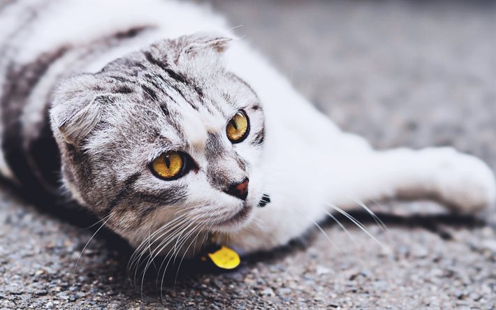 British Shorthair, HDR, gato doméstico, gris, gato, mascotas, gatos, gato con ojos amarillos, simpáticos animales, Gato Británico de Pelo corto