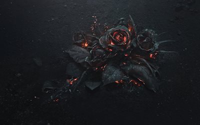 4k, 燃えるバラ, 灰, 暗闇, 石炭, 黒薔薇, 燃焼花