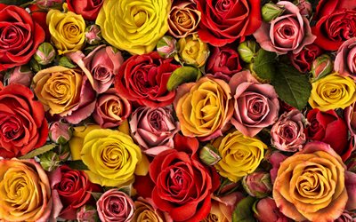 boutons de rose colorés, 4k, fond avec des roses, roses colorées, fleur fond, texture de roses, boutons de rose, fond avec des boutons de rose, des roses