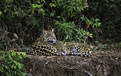 des léopards, des chats sauvages, la faune, la forêt, les prédateurs, en Asie