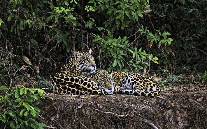 leopardos, gatos selvagens, vida selvagem, floresta, predadores, ásia
