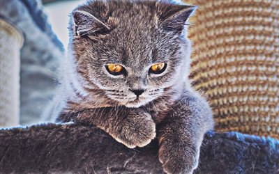 British Shorthair, big eyes, gray beautiful cat, cute animals, pets, cats