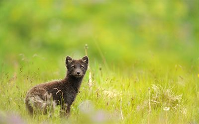 black fox, de prédateurs, de la faune, de flou