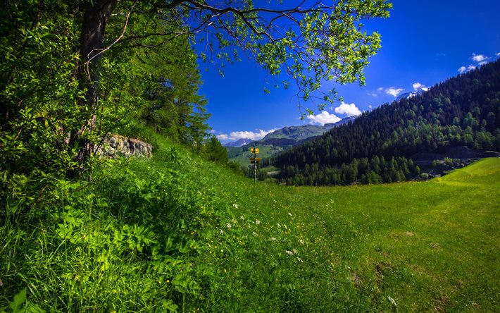 alps, 스위스, 초원, 산, 여름