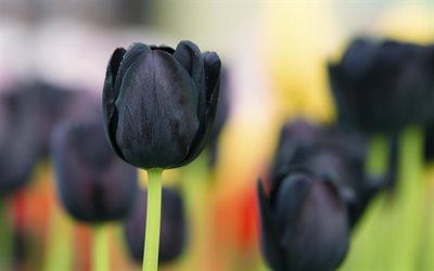 tulipano nero, bocciolo, close-up, blur, tulipani