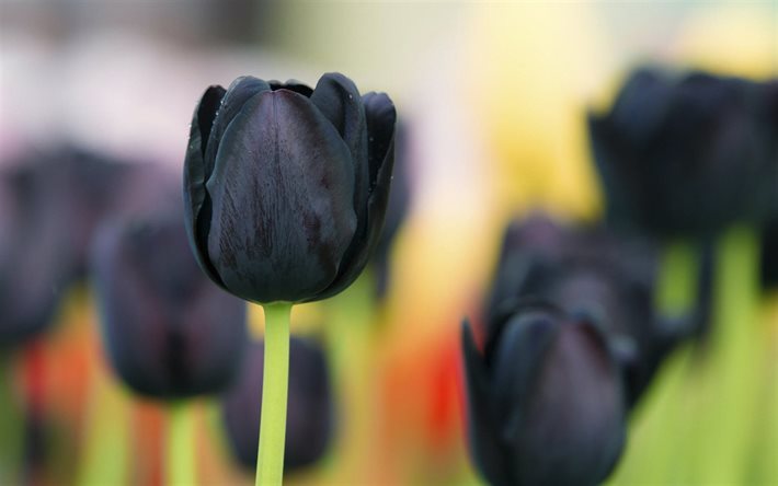 black tulip, bud, close-up, blur, tulips
