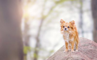 small dogs, puppy, chihuahua, cute animals