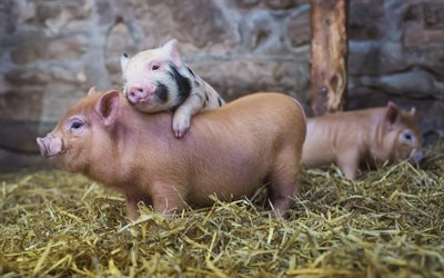 pigs, cute pigs, farm, small pigs, friendship