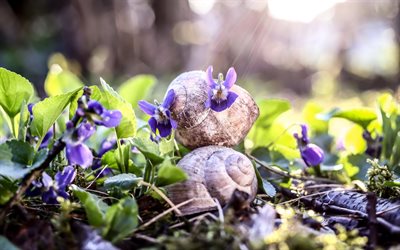 snail, spring, grass, purple flowers
