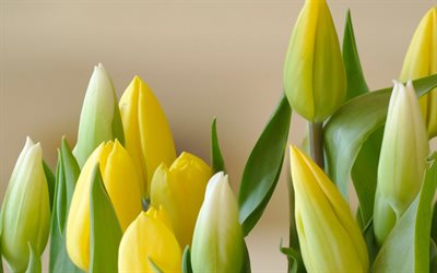 tulipanes amarillos, primavera, flores, tulipanes, flores de la primavera