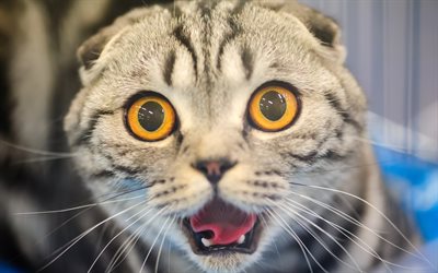 kedi, scottish fold, namlu, korku, sarı gözlü