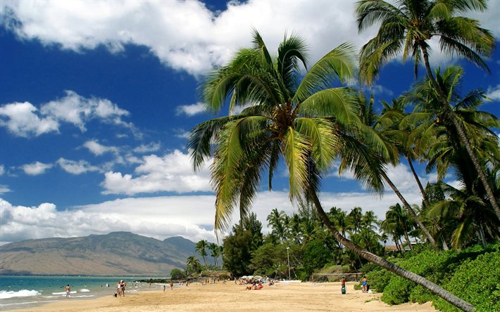 Maui, okyanus, palmiye ağaçları, plaj, kum, sahil, USA, Hawaii