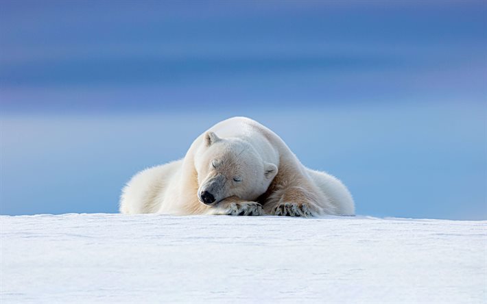 jääkarhu, 4k, ikirouta, talvi, lumikuituja, valkoinen karhu, villieläimiä, saalistaja, lumisade, arktinen, karhu