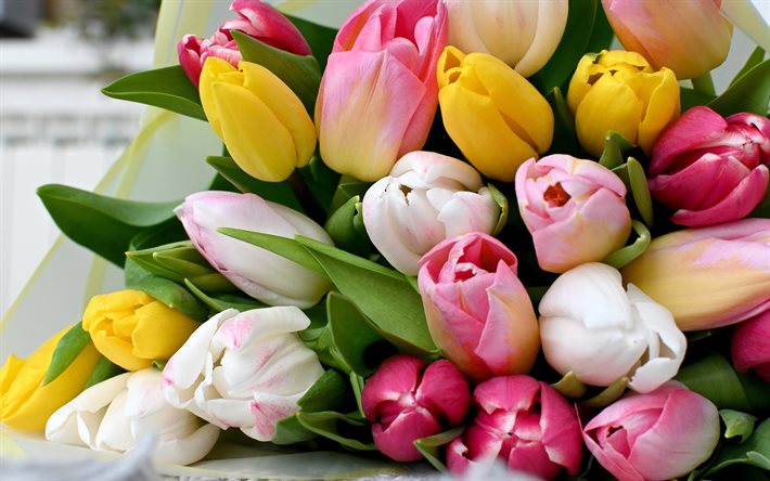 tulipes colorées, fleurs de printemps, fond avec des tulipes, printemps, fond floral, tulipes, tulipes roses